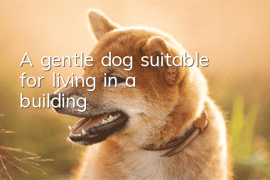 A gentle dog suitable for living in a building