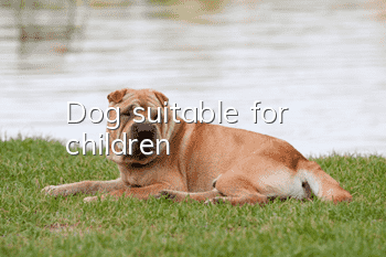 Dog suitable for children
