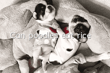 Can poodles eat rice?