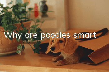 Why are poodles smart?