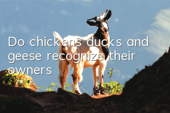 Do chickens, ducks and geese recognize their owners?