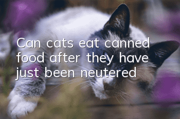 Can cats eat canned food after they have just been neutered?