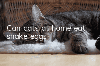 Can cats at home eat snake eggs?