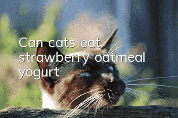 Can cats eat strawberry oatmeal yogurt?