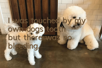 I was touched by my own dog's tooth, but there was no bleeding.