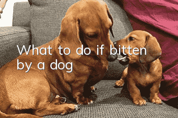 What to do if bitten by a dog