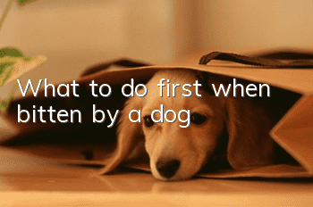 What to do first when bitten by a dog