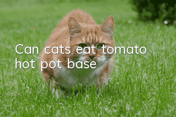 Can cats eat tomato hot pot base?