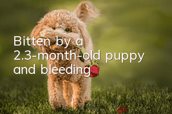 Bitten by a 2.3-month-old puppy and bleeding