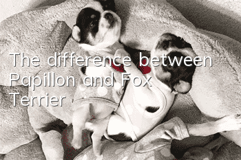 The difference between Papillon and Fox Terrier