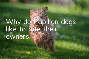 Why do Papillon dogs like to bite their owners?