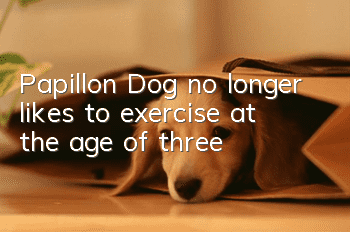 Papillon Dog no longer likes to exercise at the age of three