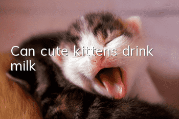 Can cute kittens drink milk?