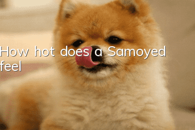 How hot does a Samoyed feel?