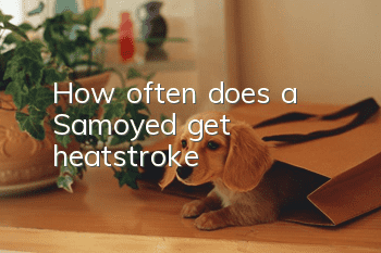 How often does a Samoyed get heatstroke?