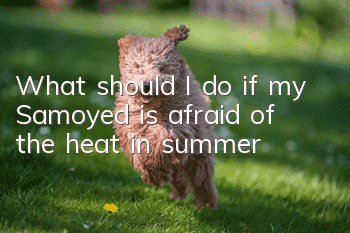 What should I do if my Samoyed is afraid of the heat in summer?