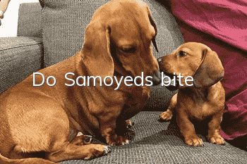 Do Samoyeds bite?