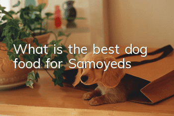 What is the best dog food for Samoyeds?