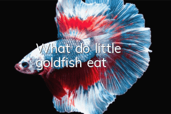 What do little goldfish eat?