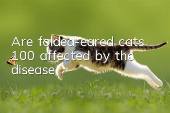 Are folded-eared cats 100% affected by the disease?