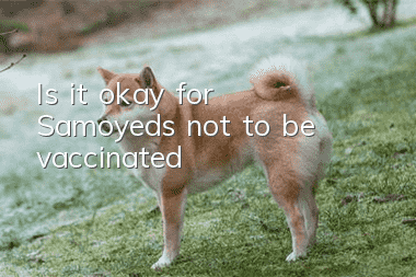 Is it okay for Samoyeds not to be vaccinated?