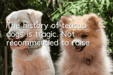 The history of teacup dogs is tragic. Not recommended to raise
