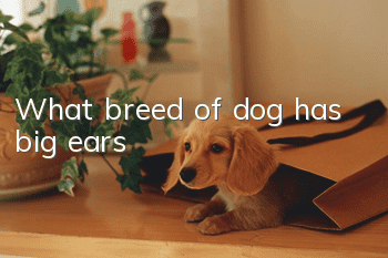 What breed of dog has big ears?