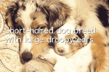 Short-haired dog breed with large droopy ears