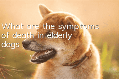 What are the symptoms of death in elderly dogs?
