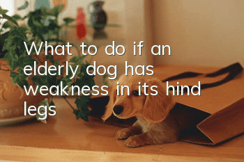 What to do if an elderly dog has weakness in its hind legs