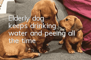 Elderly dog keeps drinking water and peeing all the time