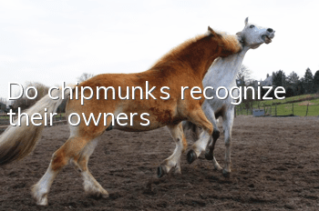Do chipmunks recognize their owners?