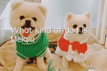 What kind of dog is Meiqiu?
