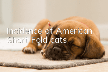 Incidence of American Short Fold cats