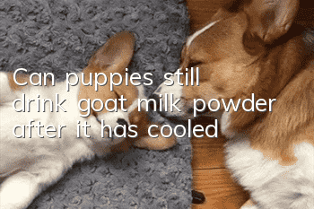 Can puppies still drink goat milk powder after it has cooled?