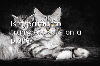Is it painful to transport cats on a plane?