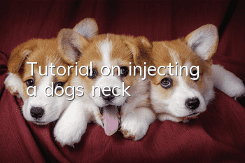 Tutorial on injecting a dog’s neck