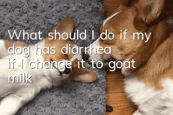 What should I do if my dog has diarrhea if I change it to goat milk?