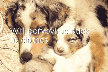 Will parvovirus stick to clothes?