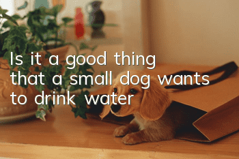 Is it a good thing that a small dog wants to drink water?