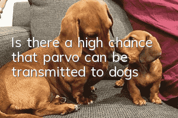 Is there a high chance that parvo can be transmitted to dogs?