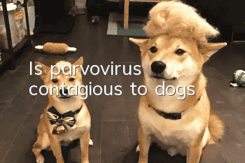 Is parvovirus contagious to dogs?