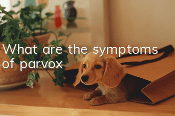 What are the symptoms of parvox?