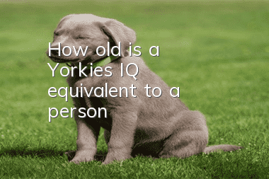 How old is a Yorkie's IQ equivalent to a person?