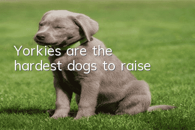 Yorkies are the hardest dogs to raise
