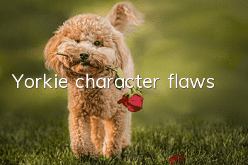 Yorkie character flaws