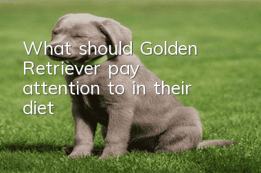 What should Golden Retriever pay attention to in their diet?