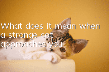What does it mean when a strange cat approaches you?