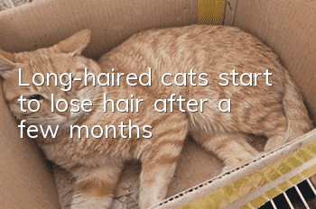Long-haired cats start to lose hair after a few months