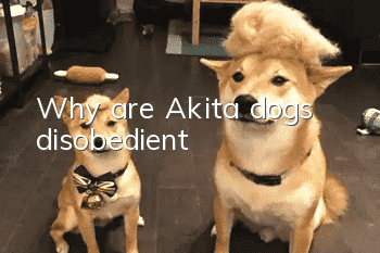 Why are Akita dogs disobedient?